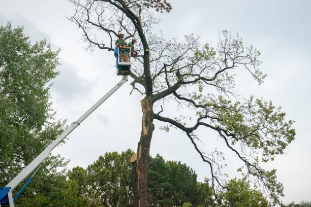 Best Tree Mulching  in Fairland, MD