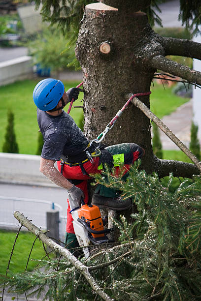 Best Utility Line Clearance  in Fairland, MD